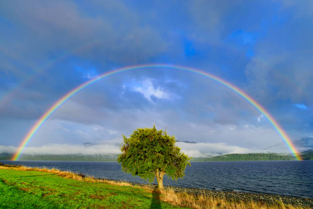 istock Double rainbow above a tree, Te Anau, New Zealand 1349862441