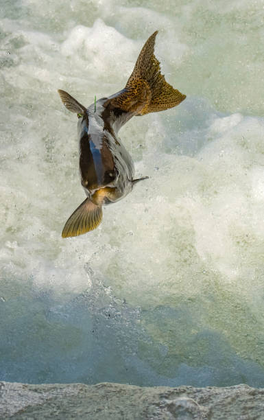 istock Swimming Up the Ladder 1349862499