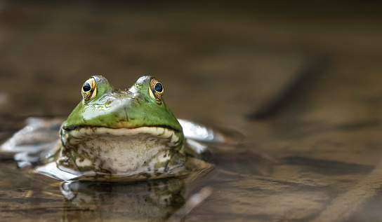 Close Up of An American Bullfrog Face with its body submerged in pond water