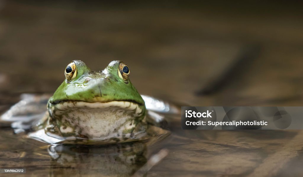 Kiss that Frog Close Up of An American Bullfrog Face with its body submerged in pond water Bullfrog Stock Photo