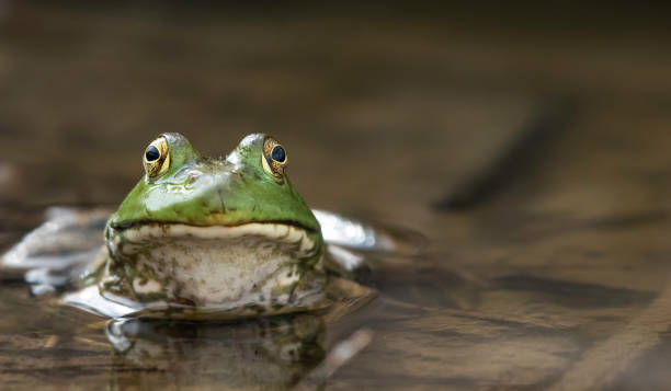 Kiss that Frog Close Up of An American Bullfrog Face with its body submerged in pond water bullfrog photos stock pictures, royalty-free photos & images