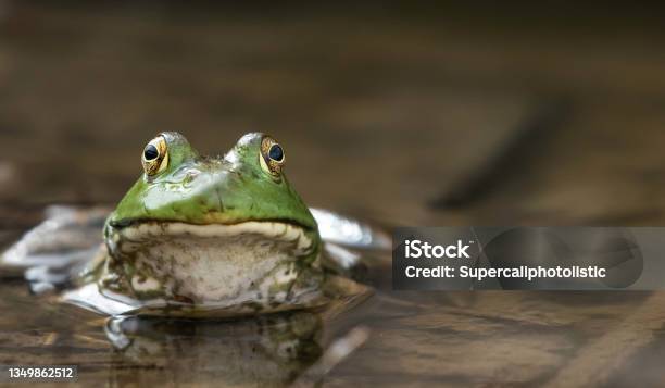 Kiss That Frog Stock Photo - Download Image Now - Bullfrog, Frog, American Bullfrog