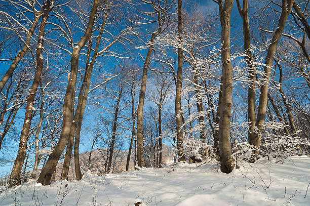 Winter forest in snow stock photo