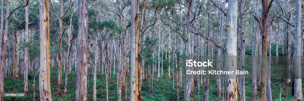 Native Forest Images Australian Native Forest Stock Photo - Download Image Now - Eucalyptus ...