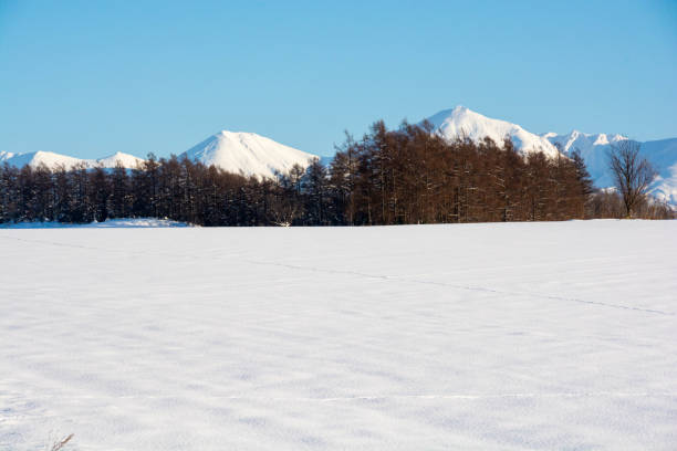 istock Snowfields and thickets with the summit of a snowy mountain 1349868031
