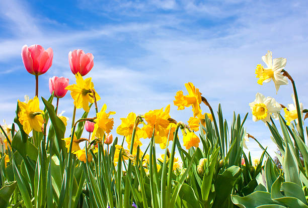 Close-up on garden of dark magenta tulips and white narcissus flowers at golden hour.