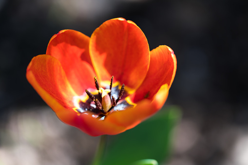Close up shot of a blooming orange tulip in the wild. This image is orange, black, grey and yellow. This sunlight kissed photo is calming and refreshing.