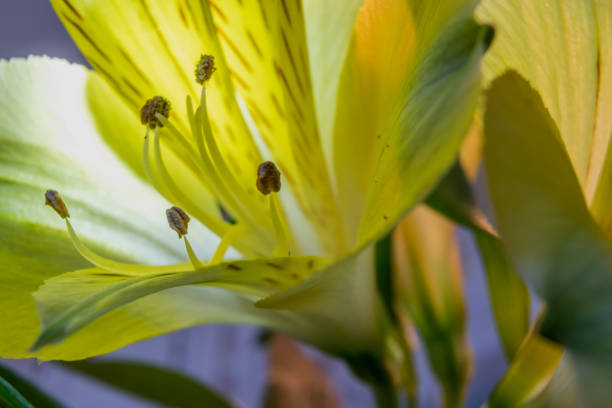 Macro image of backlit, yellow alstroemeria flower with blurred blue background and green stems complement the composition