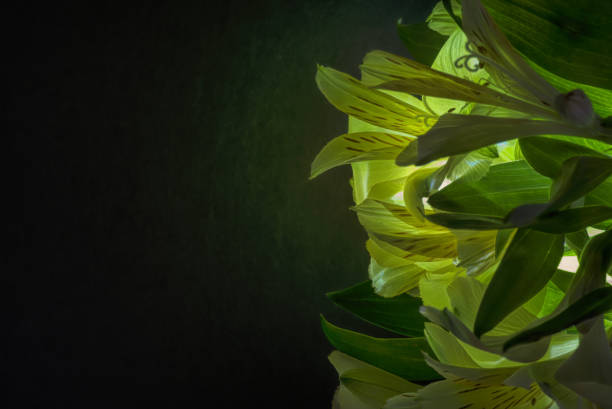 Shades of green.  Alstroemeria flowers and leaves are laid flat on right side of image against black background with lots of space for copy and text.