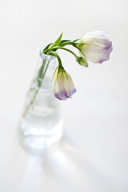 istock Flowers in vase 134987826