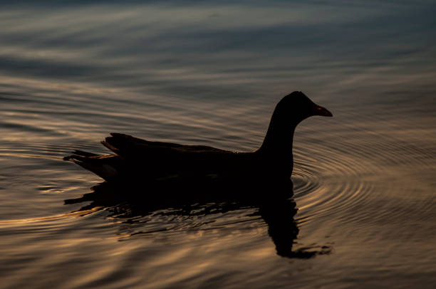 istock Water chicken swimming in pond 1349878900