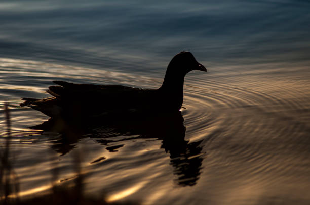 istock Water chicken swimming in pond 1349879436