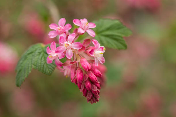 Closeup of beautiful, vibrant flowering currant in springtime