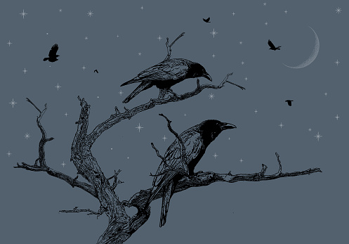 Crows perching on a dead tree at night