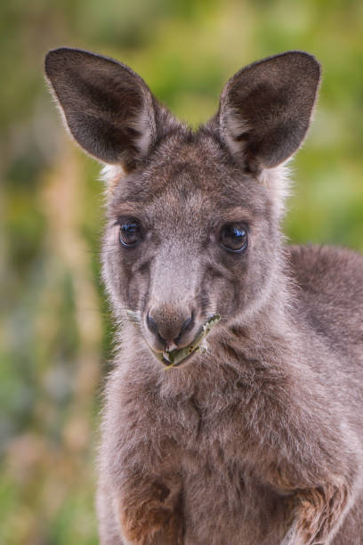 istock Grey Kangaroo joey close up 1349886587