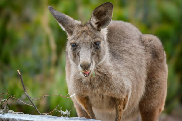 kangourou gris joey en gros plan - joey kangaroo young animal feeding photos et images de collection