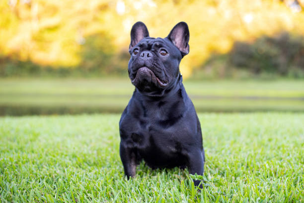 istock Black French Bulldog 1349887459