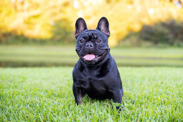 istock Black French Bulldog 1349887477