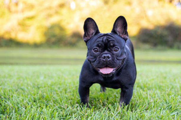 istock Black French Bulldog 1349887530