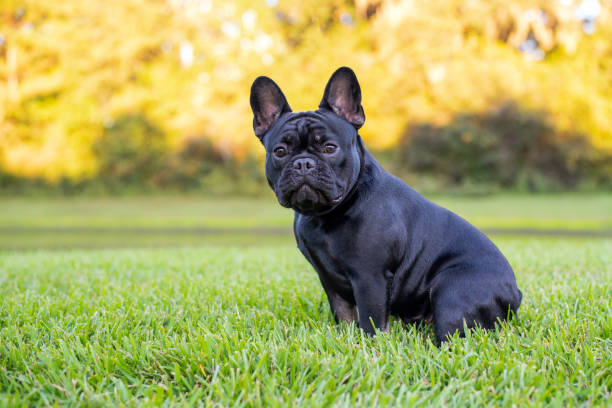 istock Black French Bulldog 1349887561