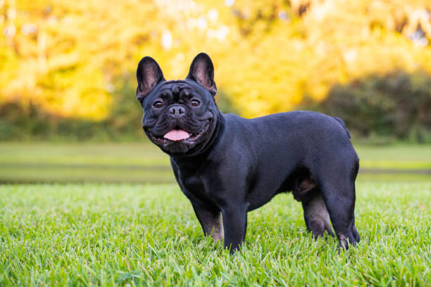 Black French Bulldog Black French Bulldog resting on grass at a park. Purebred Frenchie outdoors on a sunny afternoon. Dog enjoying outside. french bulldog stock pictures, royalty-free photos & images