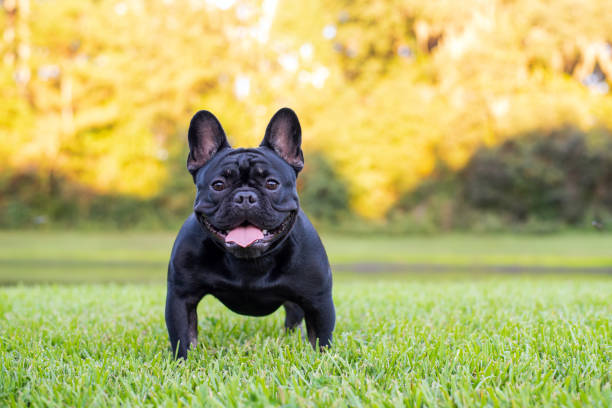 istock Black French Bulldog 1349887616