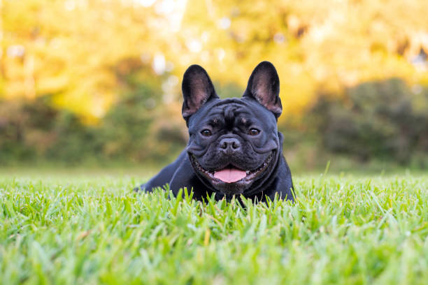 istock Black French Bulldog 1349888229