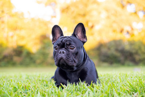 istock Black French Bulldog 1349888230