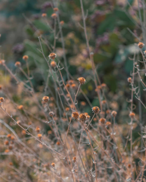 istock Yellow dried flowers background 1349888253