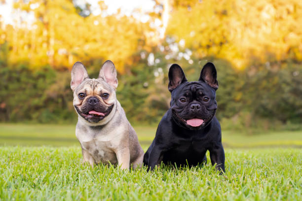 bulldogs franceses negros y bronceados - pets friendship green small fotografías e imágenes de stock