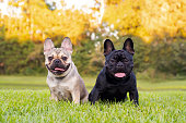 Black and tan French Bulldogs
