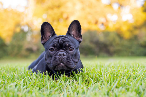 istock Black French Bulldog 1349888326