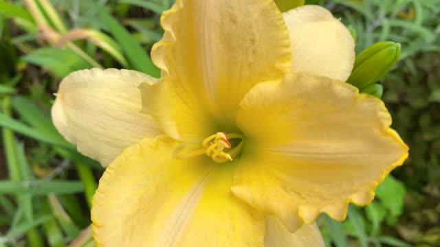 Yellow Day Lilly in Garden Bed
