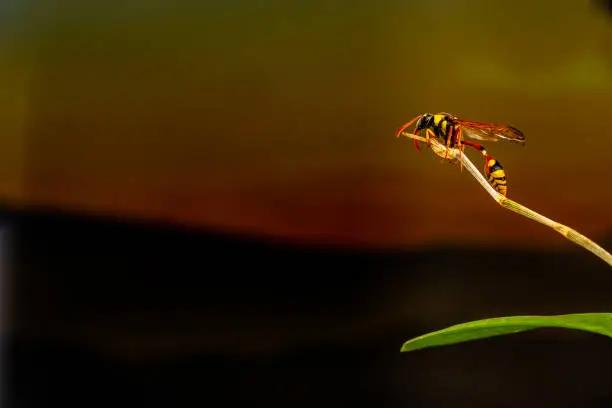 A wasp perched on a branch of an orchid plant, with a background of natural conditions at dusk with the sun starting to dim, with copy space