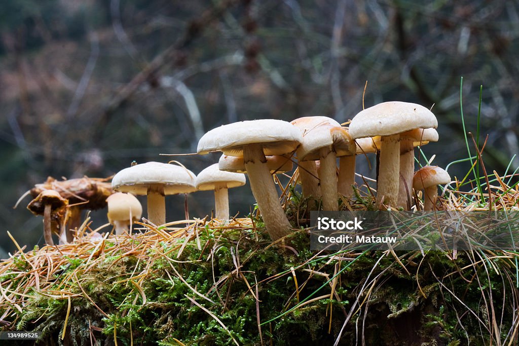 Sulphur em capitonê - Foto de stock de Cogumelo - Fungo royalty-free