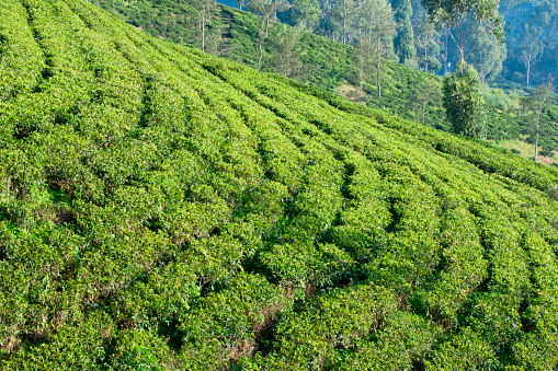 Terraced fields on a Ceylon tea plantation, Dickoya, Hill Country, Sri Lanka, Indian Ocean, Asia