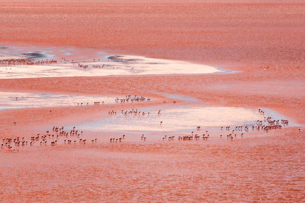 flamingos am roten see, bolivien - laguna colorada stock-fotos und bilder