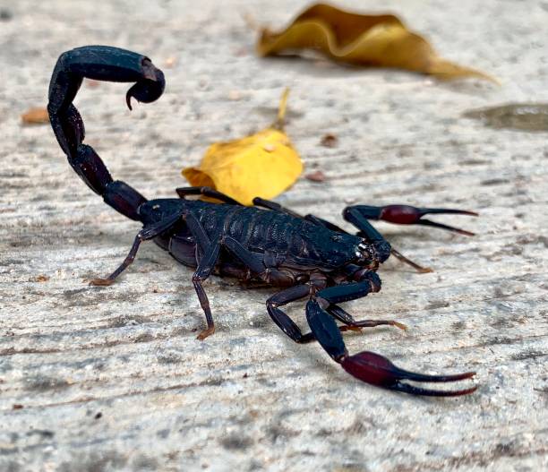 istock Scorpion, or poisonous scorpion in black color 1349896577