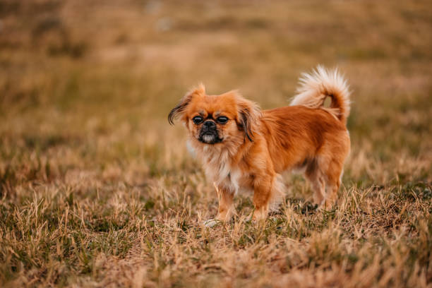 Carefree Pekingese Dog Walking In Non Urban Scenery With.
