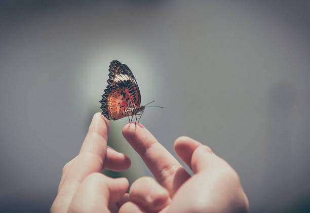 istock kid hold butterfly by hand for see with smile and interest 1349898501