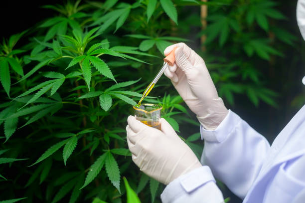 istock A scientist is checking and analyzing a cannabis experiment , holding beaker of cbd oil in a laboratory 1349901811