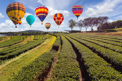 Colorful hot air balloons flying over Choui Fong green tea plantation one of the beautiful agricultural tourism spots in Mae Chan District, Chiang Rai Province, Thailand