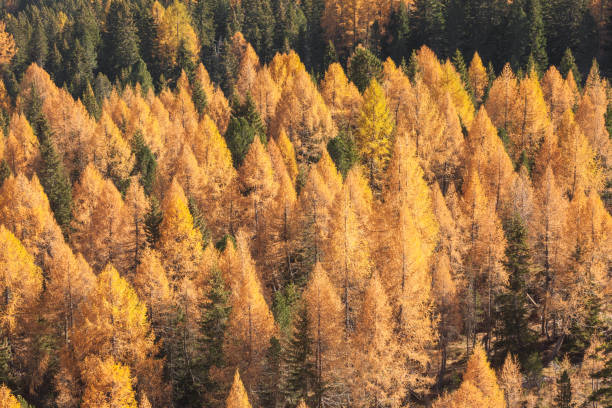 istock yellow larches and green pine trees at fall in the woods 1349904078