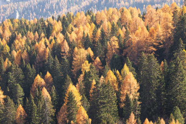 istock yellow larches and green pine trees at fall in the woods 1349904819