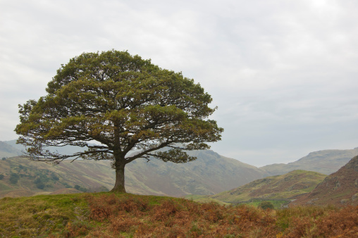 A solitary oak tree high up in the English Lake District, with nothing for miles around. I stumbled across this tree whilst crossing the Langdale Pikes range.