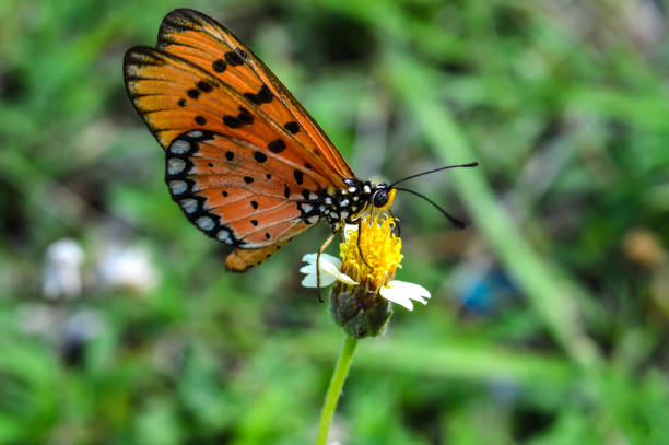 istock Brown Butterfly on Flower in the Garden. 1349905923
