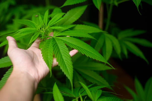 Close up of scientist's hand with hemp leaves at indoor cannabis farm, medical and biology concept. stock photo