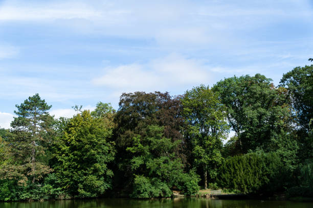 istock View to the lake shore with trees and blue sky 1349907929