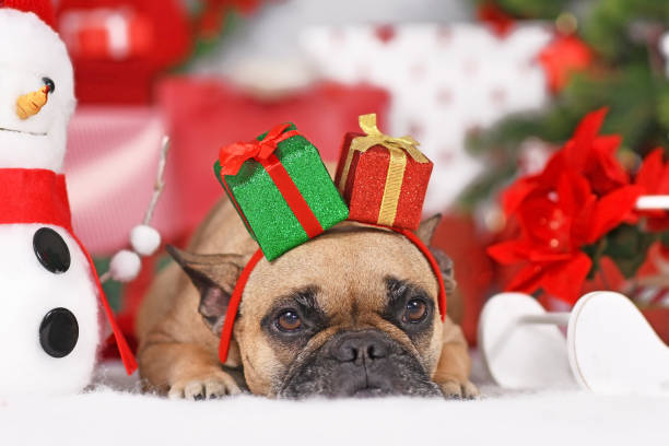 istock French Bulldog with Christmas present headband 1349908737