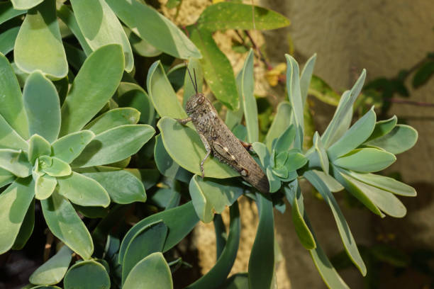 anacridium aegyptium (egyptian grasshopper or egyptian locust, family: acrididae) on succulent plants - locust swarm of insects insect group of animals imagens e fotografias de stock